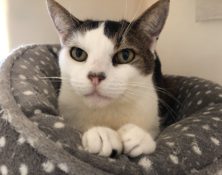 Thumper – 8yrs – Male