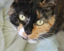 Pudding – 8yrs – Female (RESERVED)
