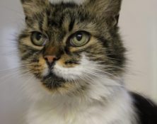 Guili – 12yrs – Female