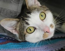 Angel – 2yrs – Female