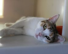 Hermione – 2yrs – Female (RESERVED)