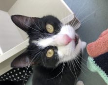 Lucky – 2yrs – Female