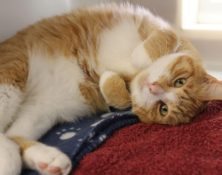 Jasper – 8yrs – Male