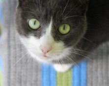 Pepper – 8yrs – Female