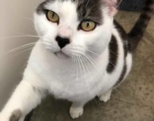 H – 10yrs – Male (RESERVED)