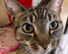 Tinkerbell – 9yrs – Female (RESERVED)