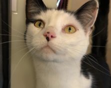 Brook – 4yrs – Male