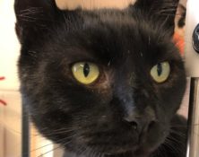 Shadow – 6yrs – Male