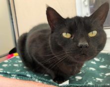 Stanley – 11yrs – Male (RESERVED)