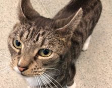 Barry – 5yrs – Male