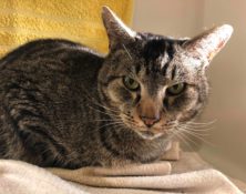 Henry – 5yrs – Male