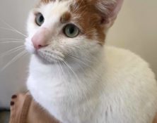 Cyryl – 3yrs – Male (RESERVED)