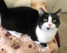 Betty – 2yrs – Female (RESERVED)