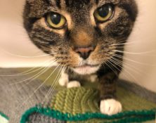 Sessie – 14yrs – Female (RESERVED)