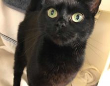 Tinker – 6yrs – Female