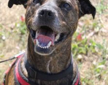 Link – 9yrs – Male