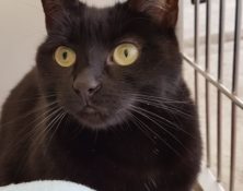 Pip – 2yrs – Female