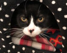Felix – 8yrs – Male