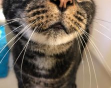 Timmy – 11yrs – Male (RESERVED)