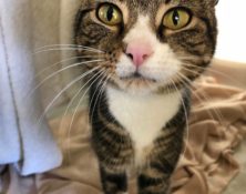 Esmeralda – 2yrs – Female (RESERVED)
