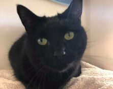 Edwina – 7yrs – Female