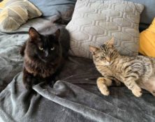 FOSTER OPPORTUNITY: Cleo & Bandit – 10 mts – Female & Male