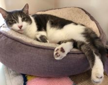 Tiggs – 10yrs – Female