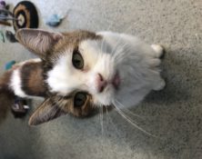 Peewee – 9yrs – Female