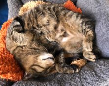 Gizzy – 8yrs – Male