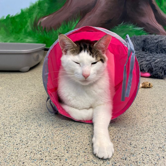Bailey – 7yrs – Male
