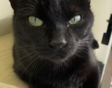 Bear – 2yrs – Male (RESERVED)