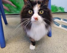 Bella – 8yrs – Female (RESERVED)