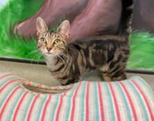Bonnie – 9mts – Female