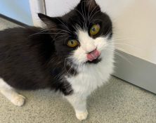 Bruce – 10yrs – Male