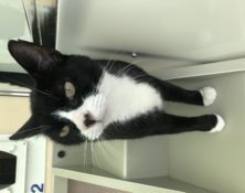 Felix – 8yrs – Male