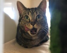 Darcie – 4yrs – Female