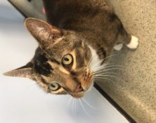 Tonka – 8yrs – Male