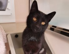 Florence – 1yrs – Female