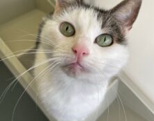 Topsie – 14yrs – Female