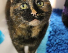 Princess – 7yrs – Female