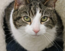 Tilly – 9yrs – Male