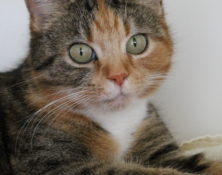 Buttercup – 4yrs – Female