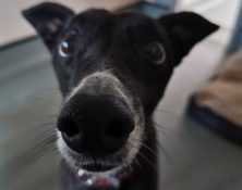 Treacle – 12yrs – Female