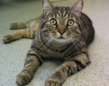 Jinks – 8yrs – Male