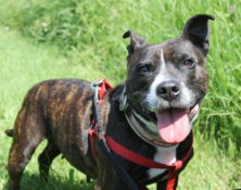Honey – 11yrs – Female