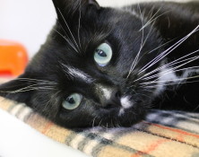 Stumpy – 5yrs – Male