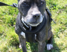 Rizz – 9yrs – Female