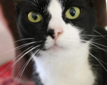 Charlie – 7yrs – Female