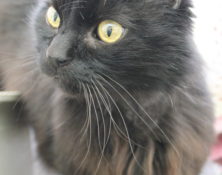 Mussy – 12yrs – Male
