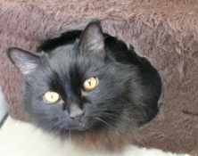 Missy – 12yrs – Female